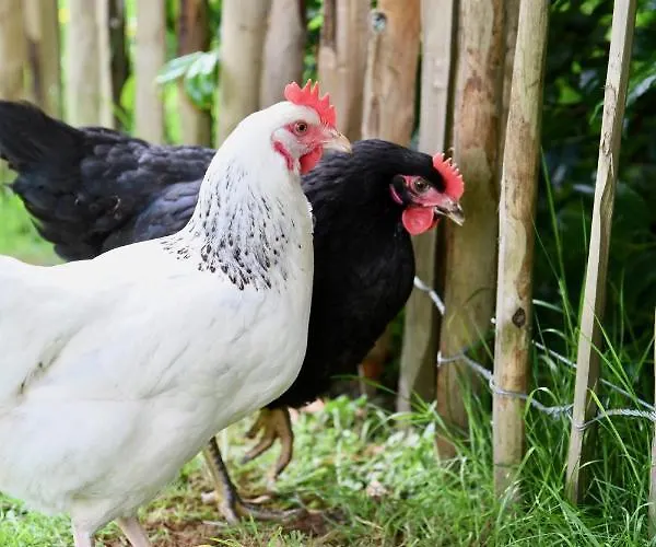 布雷斯特克加赫德克酒店 3* 布雷斯特